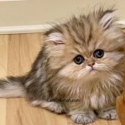 Leuke Perzische kittens die momenteel beschikbaar zijn - 0