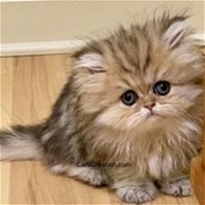 Leuke Perzische kittens die momenteel beschikbaar zijn