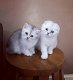 Prachtige Scottish Fold Kittens - 0 - Thumbnail