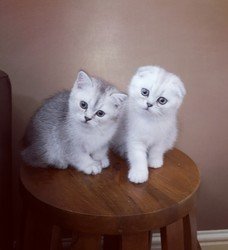 Prachtige Scottish Fold Kittens