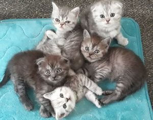 Blauwe Scottish Fold Kittens - 0