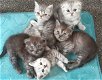 Blauwe Scottish Fold Kittens - 0 - Thumbnail