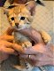Geweldige Savannah-kittens - 0 - Thumbnail