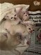 Mooie Aziatische kittens hebben een heerlijkuish nodig - 0 - Thumbnail