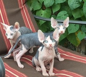 Zeer actieve haarloze sphynx kittens - 0