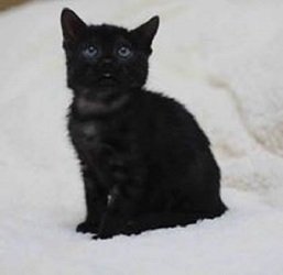 Black Bengal Kitten Ready to Go ... !! - 0