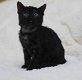 Black Bengal Kitten Ready to Go ... !! - 0 - Thumbnail