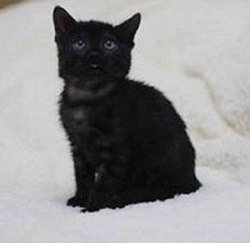 Black Bengal Kitten Ready to Go ... !!