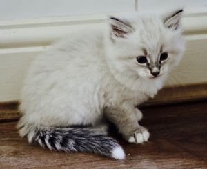 Siberische kittens met 5gen stamboom - 0