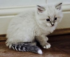 Siberische kittens met 5gen stamboom