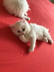 sLevendige donzige en zijdezachte metgezellen, kleine Perzische kitten - 0