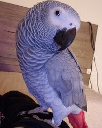 Afrikaanse grijze papegaai voor adoptie