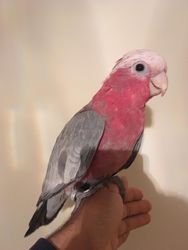 Prachtige Baby Super Silly Cuddly Cockatoo Parrot - nr. 1
