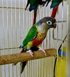 Baby Mix Conure Papegaaien - nr. 1