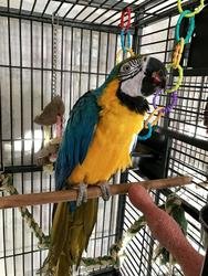 Adoptie!! Handopgeheven en tamme superintelligent paar blauwe en gouden ara's - nr. 1