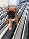 Mooie boxer-puppy's - 0 - Thumbnail