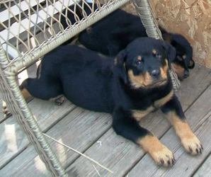 Schattige Rottweiler-puppy's voor adoptie - 0