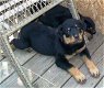 Schattige Rottweiler-puppy's voor adoptie - 0 - Thumbnail