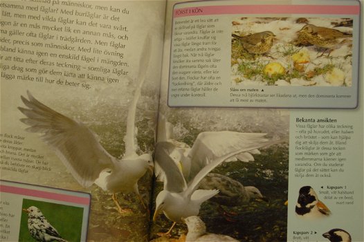 Naturguide. Fågelskådare (Vogelskijken) - 1