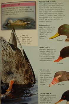 Naturguide. Fågelskådare (Vogelskijken) - 4