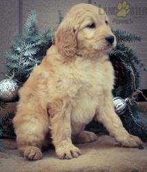 Golden retriever-puppy's beschikbaar