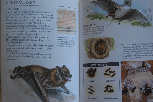 Zoogdieren - 2