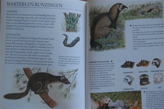 Zoogdieren - 4