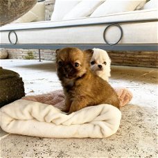Chihuahua Puppies voor