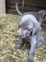 Bankomo Weimaraner-puppy's. - 0