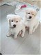 Gisele American Akita Pups - 0 - Thumbnail