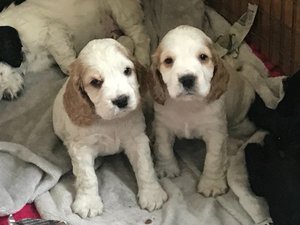 Cocker Spaniel Pups. - 0