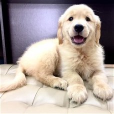 Golden Retriever (Australië geïmporteerd) Puppy's klaar voor nieuw huis