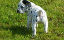 Rahman Jago Dalmatische puppy's. - 0 - Thumbnail