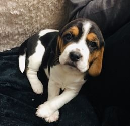 Two Beagles Puppies Avaialbe Ter adoptie - 0