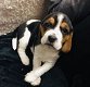 Two Beagles Puppies Avaialbe Ter adoptie - 0 - Thumbnail