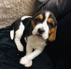Two Beagles Puppies Avaialbe Ter adoptie