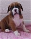 Boxer-puppy's - 0 - Thumbnail