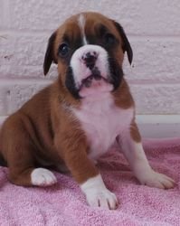 Boxer-puppy's