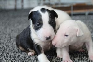 Bull terrier-puppy's - 0