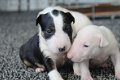 Bull terrier-puppy's - 0 - Thumbnail