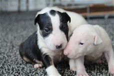 Bull terrier-puppy's