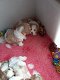 Mooie Cavachon Puppies - 0 - Thumbnail