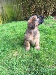 Briard-puppy's