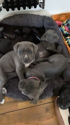 Cane Corso-puppy's - 0