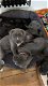 Cane Corso-puppy's - 0 - Thumbnail