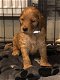 Ierse Setter-puppy's - 0 - Thumbnail