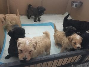 Lhasa Apso Puppies - 0