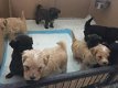 Lhasa Apso Puppies - 0 - Thumbnail