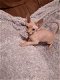 schattige Sphynx-kittens voor nieuwe huizen - 0 - Thumbnail