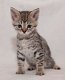 Prachtige Savannah F4-kittens - 0 - Thumbnail